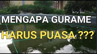 BIBIT GURAME YANG BARU DISEBARKAN HARUSKAH DIBERI PAKAN - MENGAPA GURAME HARUS PUASA