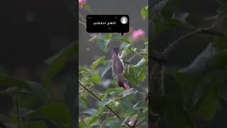 اللهم إني اسألك العافية في الدنيا والأخرة - دعاء