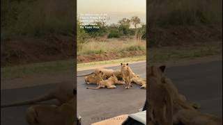 A large lion pride with their cubs in the middle of the road! #safari