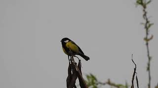 Green-backed tit, Eaglenest, Arunachal Pradesh, March 24