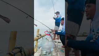 Nekat mancing hiu di laut #fishing #predatorrawa #fish #rawapening #mancingrawa #bigfish #shortvideo