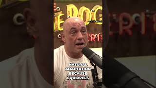 Squirrels are savages  #joerogan #podcast #podcastclips #elonmusk #squirell