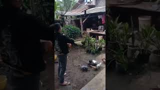 KASIH MAKAN BURUNG MERPATI#shorts