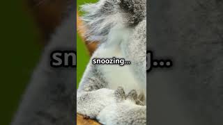 Koalas sleep up to 22 hours a day.