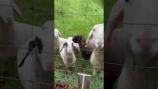 They got prank/forgot food 😟😝🫶🏻❤️😅 #sheep #funwithsheep #funny -#viralvideo -#animals  #foryou