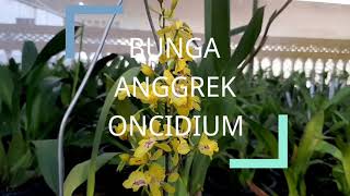 BUNGA ANGGREK ONCIDIUM