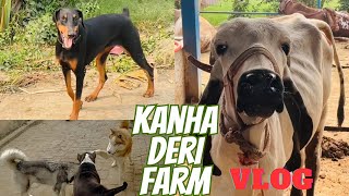 Kitni pyari cow h kanha deri farm mein.full deri vlog.