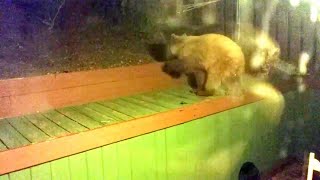 Honey, there's a Bear Cub outside!