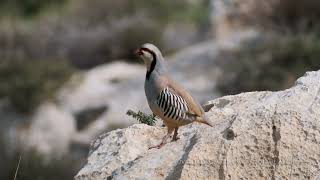 Chuckar  (Alectoris chukar) / חוגלת סלעים