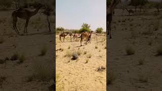 camels in tharparkar  #viral #shorts #shortvideo #camel #camelculture