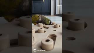 Parrot solving the Dog Hide N Slide puzzle 🧩