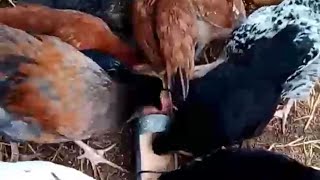 💚Animalitos 🦆🐓🐐#animals #shorts #chicken #nature