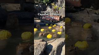 Capybara Onsen at the Izu Shaboten Zoo in Ito, Japan! #capybara #onsen #japantravel