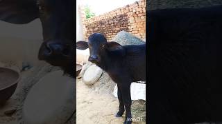 1st timer jhhoti available for sell । Murrah Buffalo milking ।10 din ki taja 9 kilo dudh,8949645442