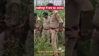 Tiger terror in UP's Lakhimpur Kheri, 4 deaths in a month #tiger #shorts टाइगर