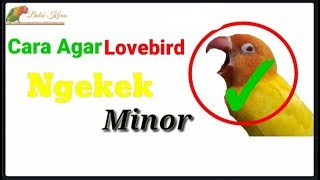 TERNYATA INI || Rahasia Bikin Lovebird Ngekek Sambil Mangap