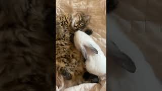 Cat and Rabbit friendship #shortvideo #shorts #youtubeshorts