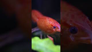 Nano Aquascaping - Creating a Stunning Underwater World with Lobsters #shorts #aquascaping