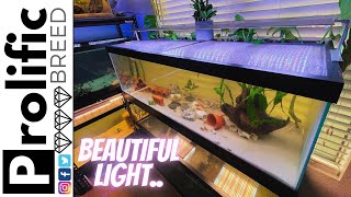 PLANTED AQUARIUM LIGHT FOR THE 60 BREEDER | AQUAMAXX PRISM II