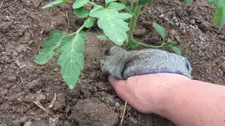 Дождь прошёл/пассынкуем 🍅 помидоры