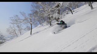 Bluebird Powder in Niseko