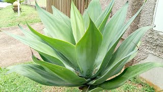 Agave Atenuata/Agave Dragão ou Pescoço de Cisne/Agave Salmiana/Ferox/Poda e saiba tudo sobre elas