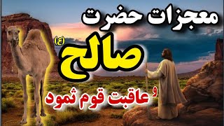 داستان صالح نبی (ع) و قوم ثمود_ناقه صالح پیامبر