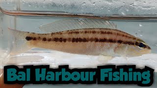 A New Species Surprises Me at Bal Harbour | Bal Harbour Fishing