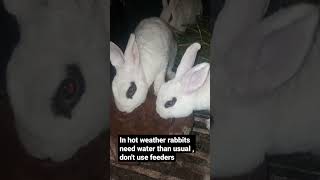 water management for bunnies in hot weather #bunny #farming #pets #animal #youtubeshorts