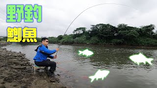 樹林大漢溪野釣鯽魚