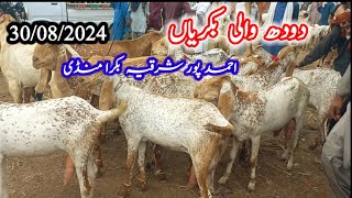 Beautiful Heavy Bakry Ahmed Pur Sharqia Bakra Mandi|30/08/2024|