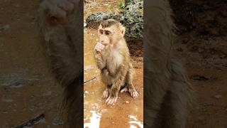 child monkey in heavy rainfall #child #monkey #rain #short