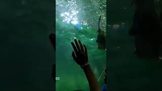 Main attraction of Marine world❤️ #youtube #family #kerala #shorts