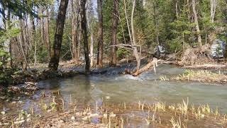 Весенний ручей в лесу relax video nature