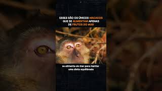 Animal macaco parte 1 #curiosidades #curiosidadessobre #animais