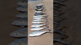 Catch in Beach Fishing #shorts #shortsfeed #shortvideo #shortsfeed #fishing #fish #fishingvideo