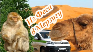 Из Феса в Мерзугу: здесь есть Сахара 😉