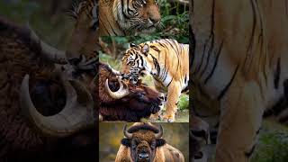 Tiger Hunting - Tiger Attacks Bison - Explore the Wild World