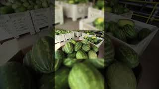 Florida's Watermelon Farms  A Billion Pound A Year #farming #watermelonfarming #watermelonharvest