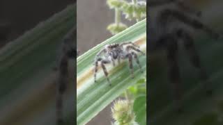 aranha 🕷  no final ela pula na câmera