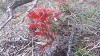 Pedicularis Densiflora - A Sacred Native American Flower