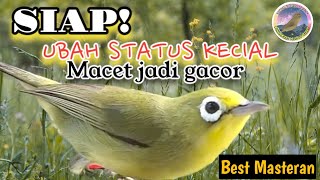 Suhu Masteran burung pleci Lombok babat kecial malas bunyi