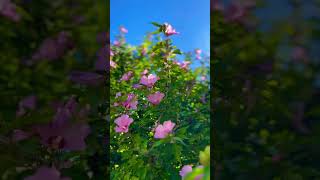 Pleasant Soothing Sounds of Summer, Birdsong #birdsong #summersounds #nature #relaxationroom #garden