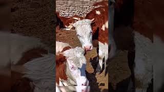 Very comfortable 😂😂#animals #funnyvideo #viral #shorts ##fyp