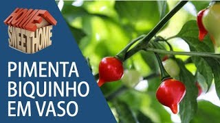 Pimenta biquinho em vaso - 141 dias