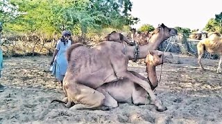 Male and female camel mate. #viralvideo #trending #camel