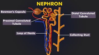 Structure and Function Of Nephron: How Urine is formed? 3d animation & Illustration