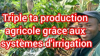 Irrigation de 7ha d'avocatiers et de bananier plantain au Cameroun