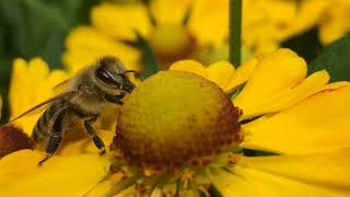 bienen in der sonnenbraut movie