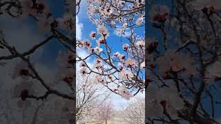 Apricot #blossom #song #india #ladakh #nubravalley